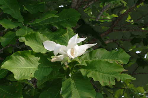 Magnolia macrophylla #5